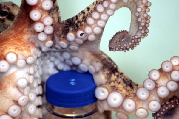 Krab2.cc для профессионалов