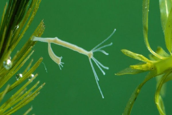 Кракен актуальное зеркало для профессионалов