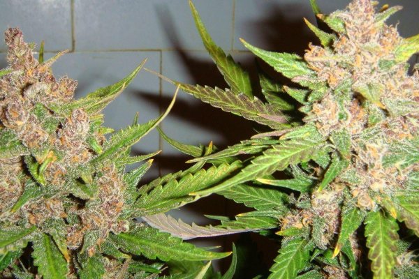 Работа с krab3 cc