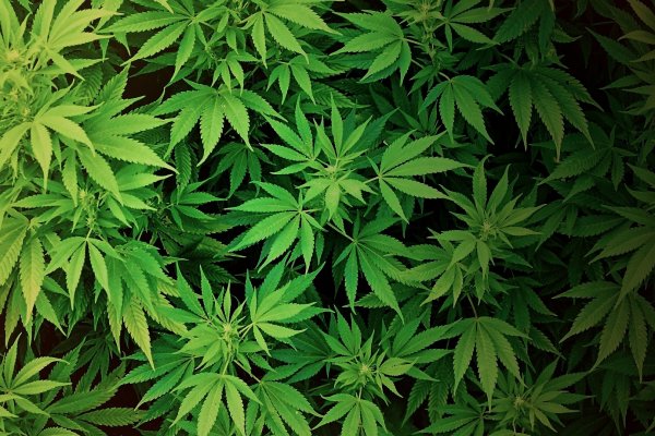 Кракен ссылка: полный обзор